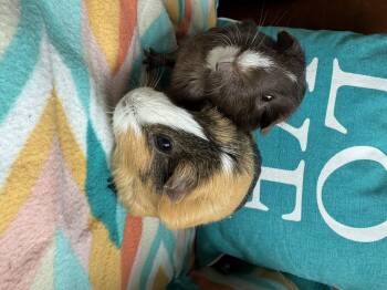 Rescue Guinea Pig Guinea Pigs for Adoption in Walnut Grove, California - Oreo And Tubs | PetCurious